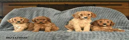 Cavapoo dogs for sale: Melody  - Ad 5
