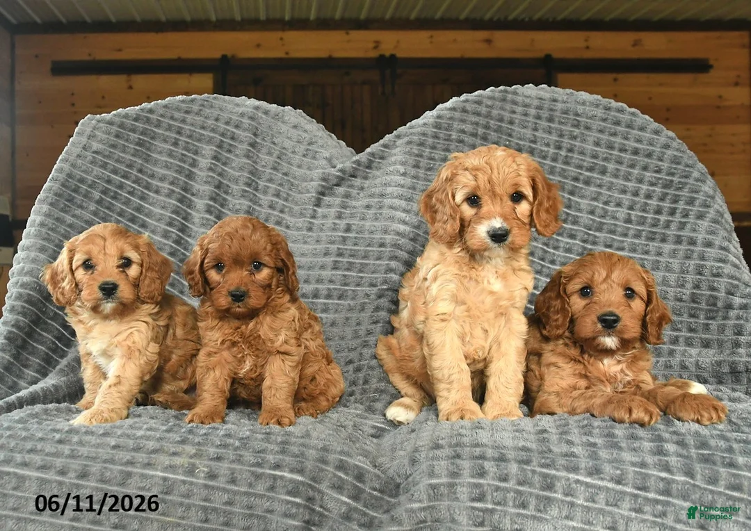 Cavapoo dogs for sale: Melody  - Ad 5