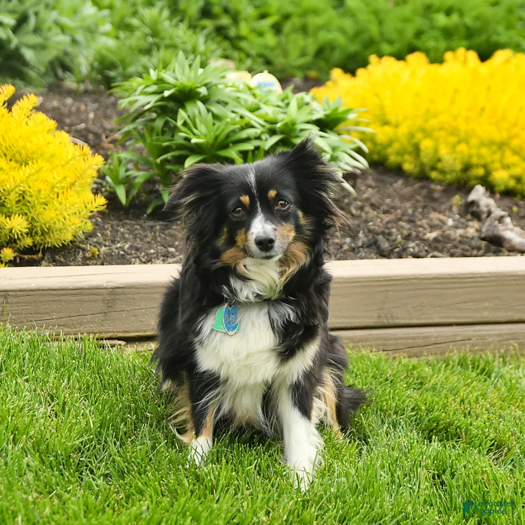 Miniature Australian Shepherd dogs for sale: Cocoa - Ad 11