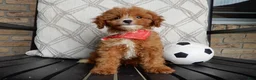 Cavapoo dogs for sale: Bud - Ad 3