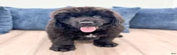 Newfoundland dogs for sale: Bruno - Ad 2