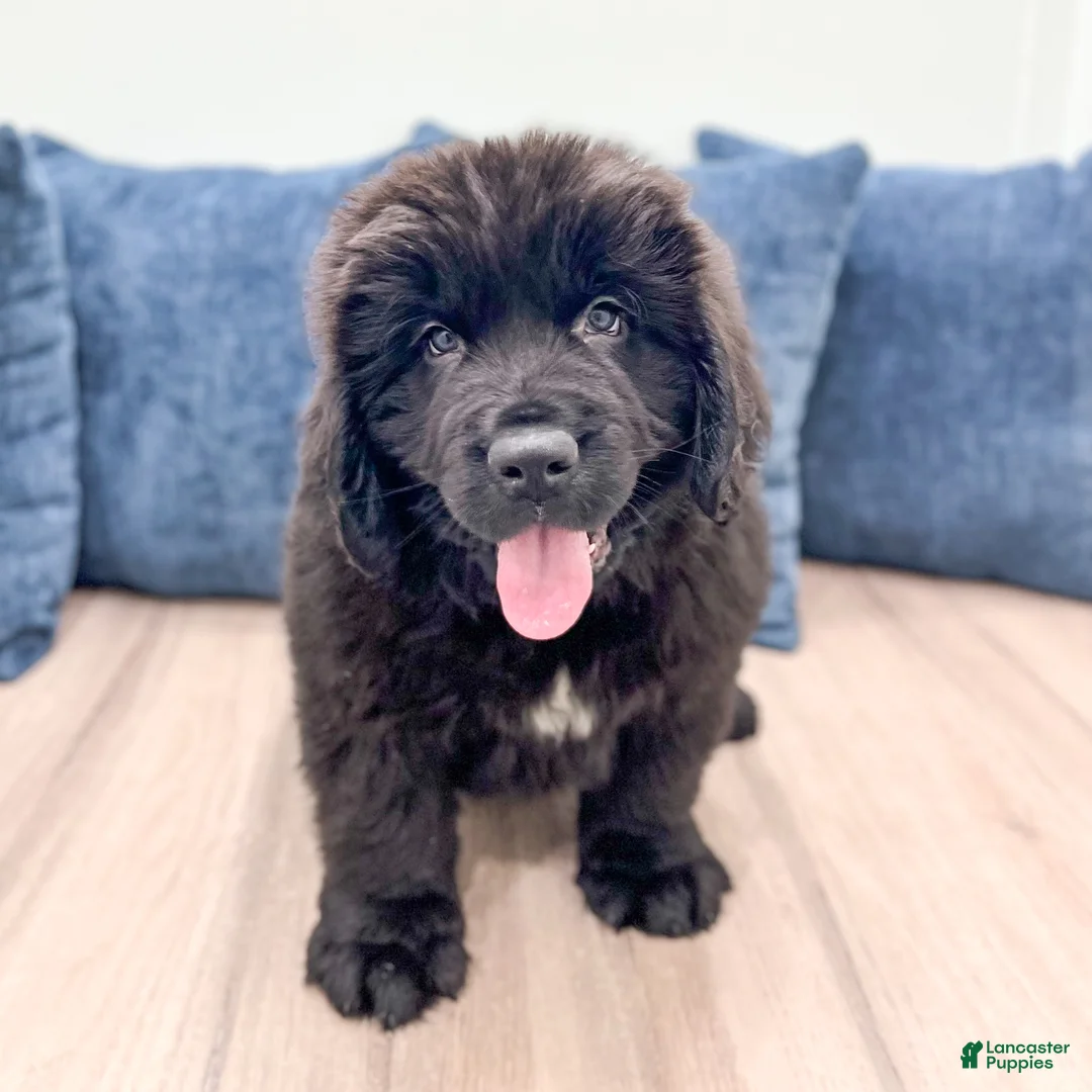 Newfoundland dogs for sale: Bruno - Ad 2