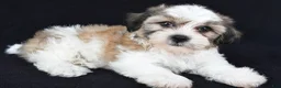 Teddy Bear dogs for sale: Chance - Ad 8