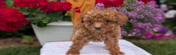 Toy Poodle dogs for sale: Luna - Ad 5