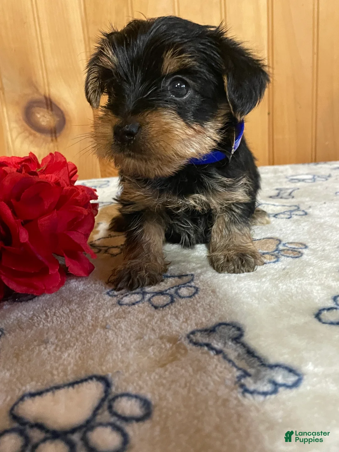 Yorkshire Terrier dogs for sale:  Rocky - Ad 3