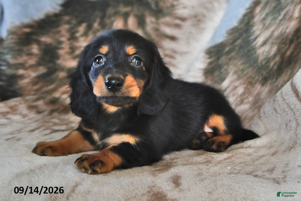 Miniature Dachshund dogs Coffee - Ad 1