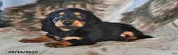 Miniature Dachshund dogs for sale: Coffee - Ad 1