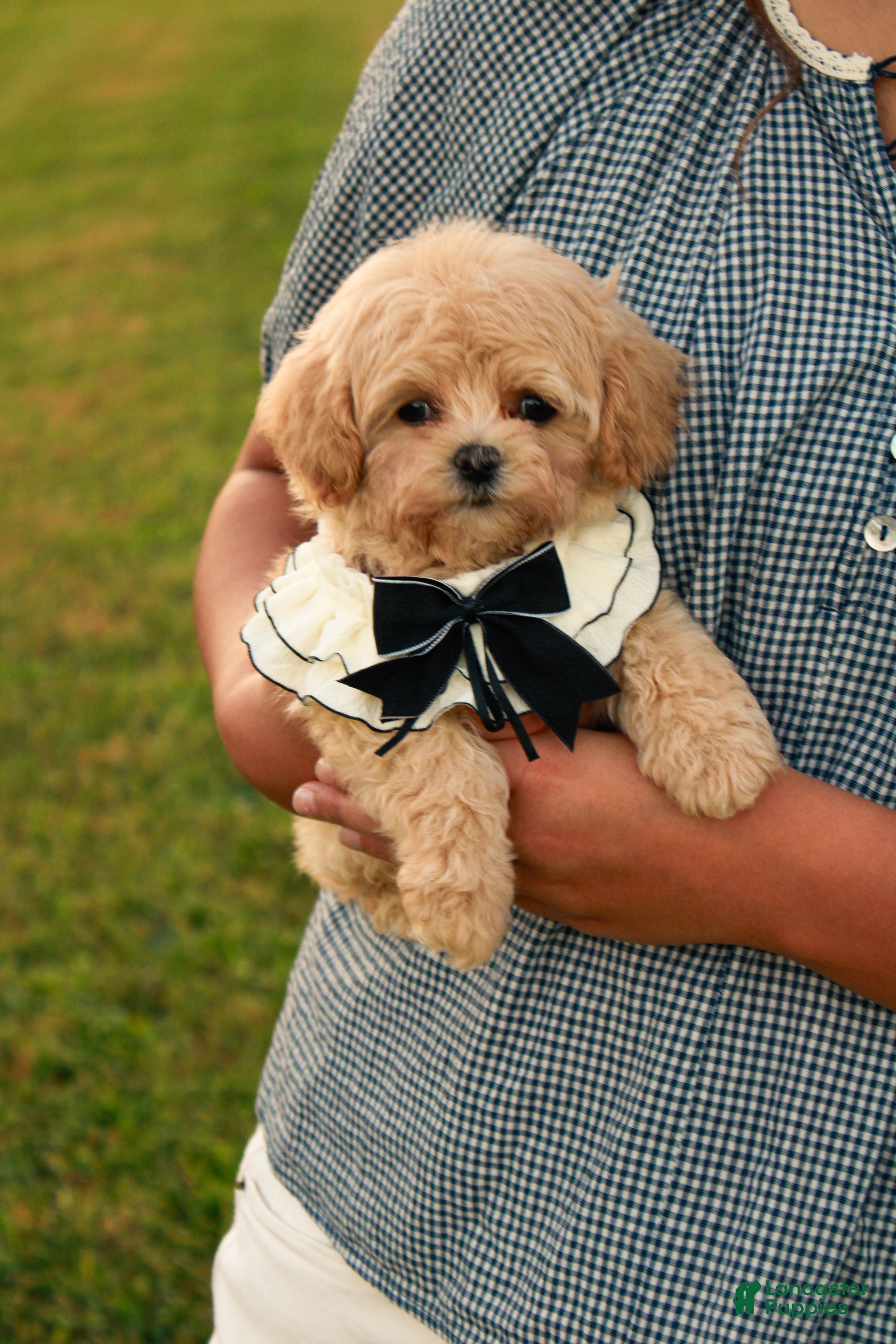 Maltipoo dogs for sale: Cricket - Ad 1