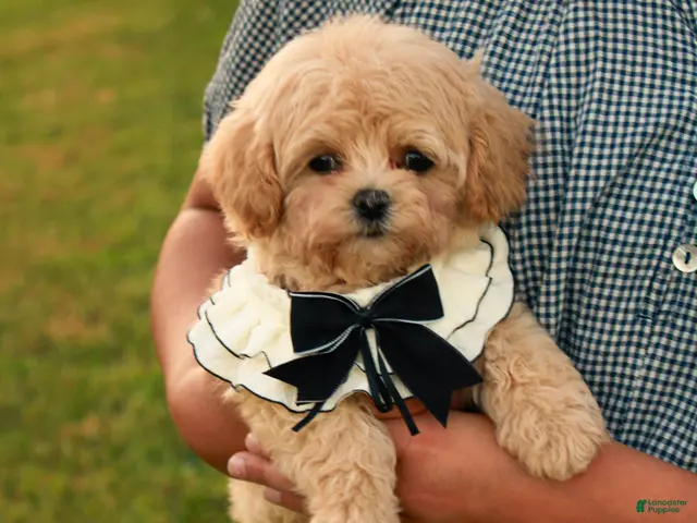 Maltipoo dogs for sale: Cricket - Ad 1