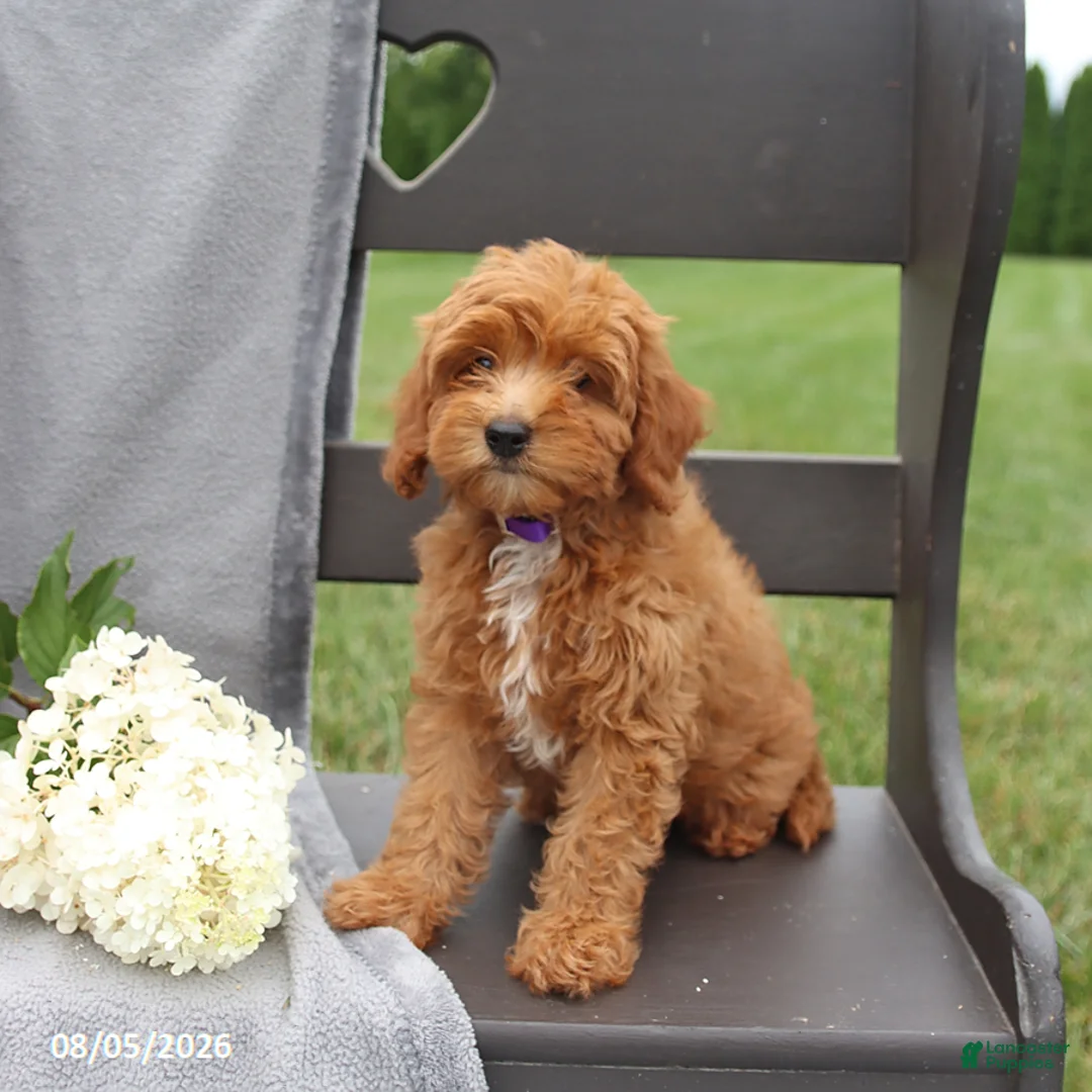 Cavapoo dogs for sale: Tilly - Ad 2