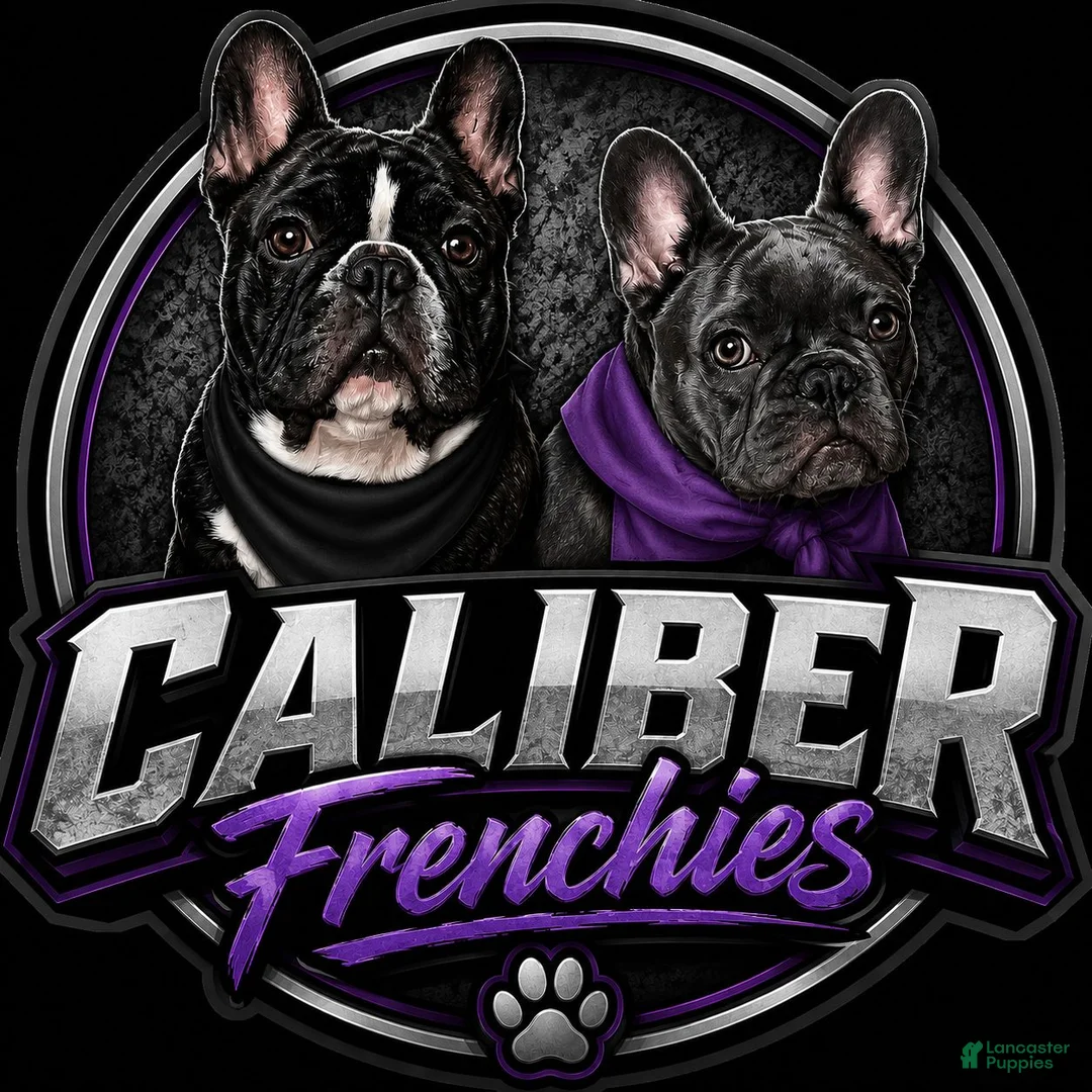 French Bulldog dogs for sale: Onyx  - Ad 5