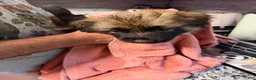 German Shepherd dogs for sale: Pinkie - Ad 5