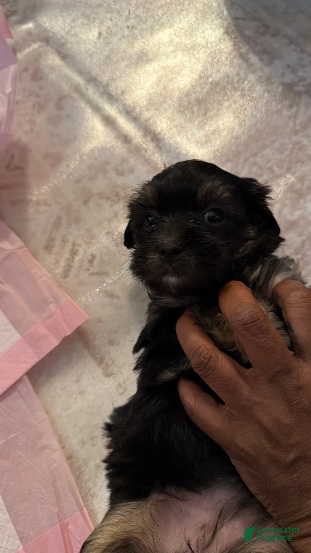 Mixed Breed dogs for sale: Mixed Breed Puppy 1 - Ad 4