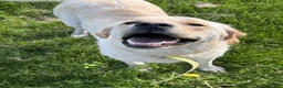 Labrador Retriever dogs for sale: Annie - Ad 3