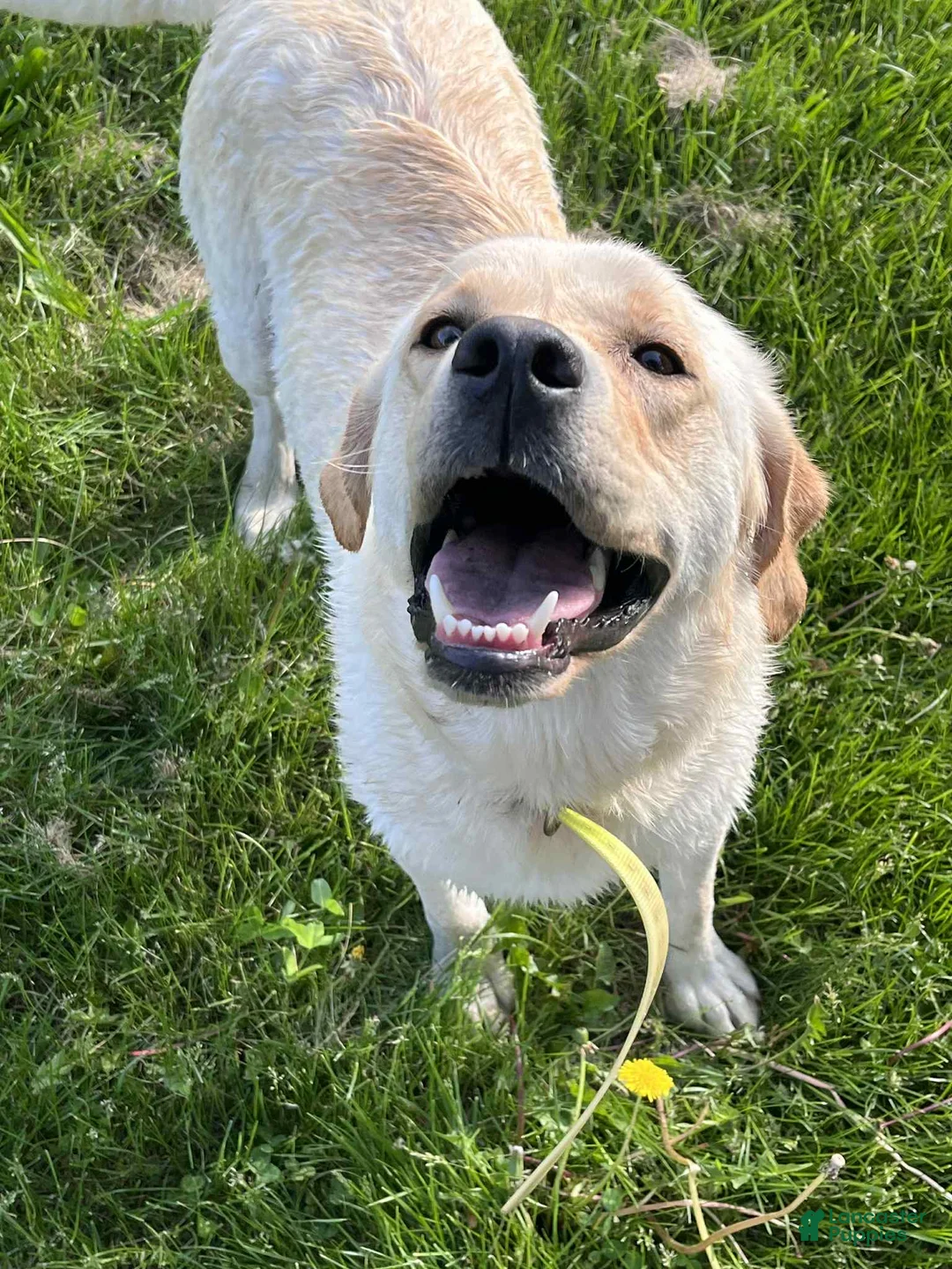 Labrador Retriever dogs for sale: Annie - Ad 3