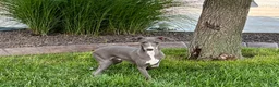 Italian Greyhound dogs for sale: Dannie - Ad 2