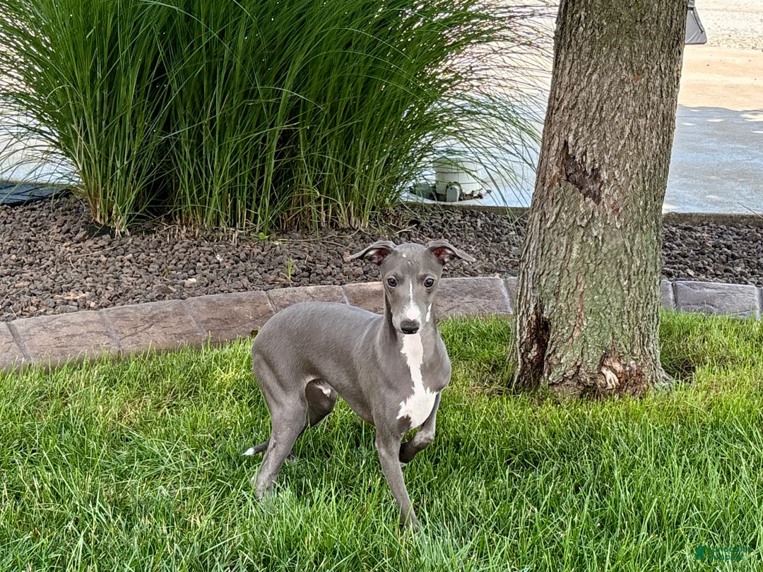 Italian Greyhound dogs for sale: Dannie - Ad 2