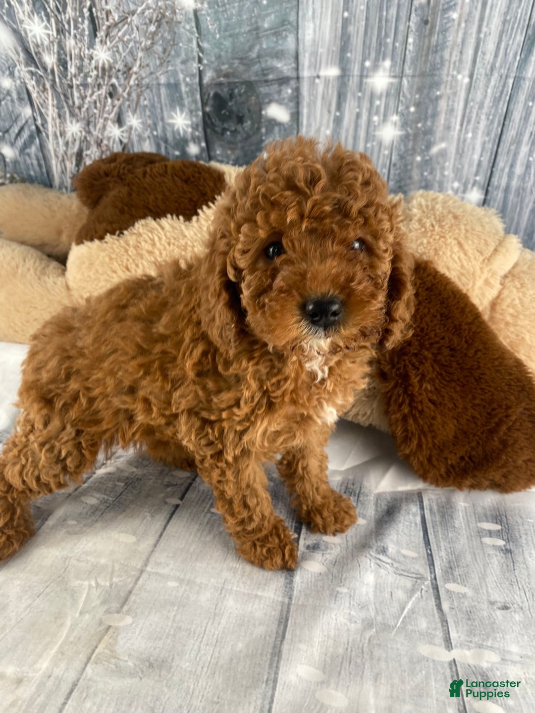 Miniature Poodle dogs for sale: Paisley - Ad 1