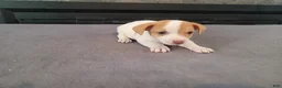 Jack Russell Terrier dogs for sale: John - Ad 1