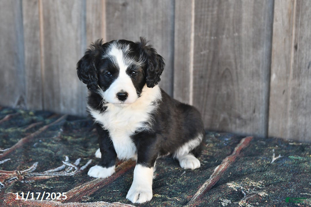 Mixed Breed dogs for sale: Oreo - Ad 1