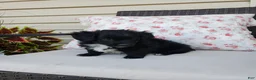 Yorkiepoo dogs for sale: Yorkiepoo 5 - Ad 3