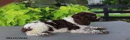 English Springer Spaniel dogs for sale: Macky - Ad 5
