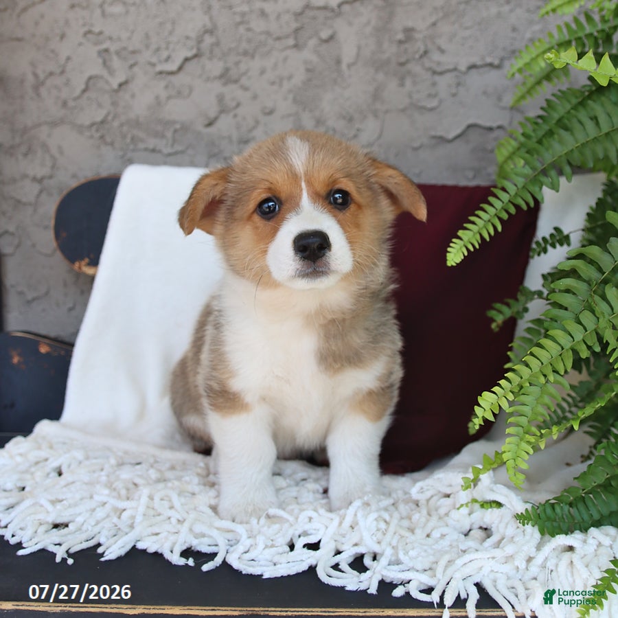 Welsh Corgi Pembroke dogs Leo - Ad 1