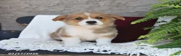Welsh Corgi Pembroke dogs for sale: Leo - Ad 1