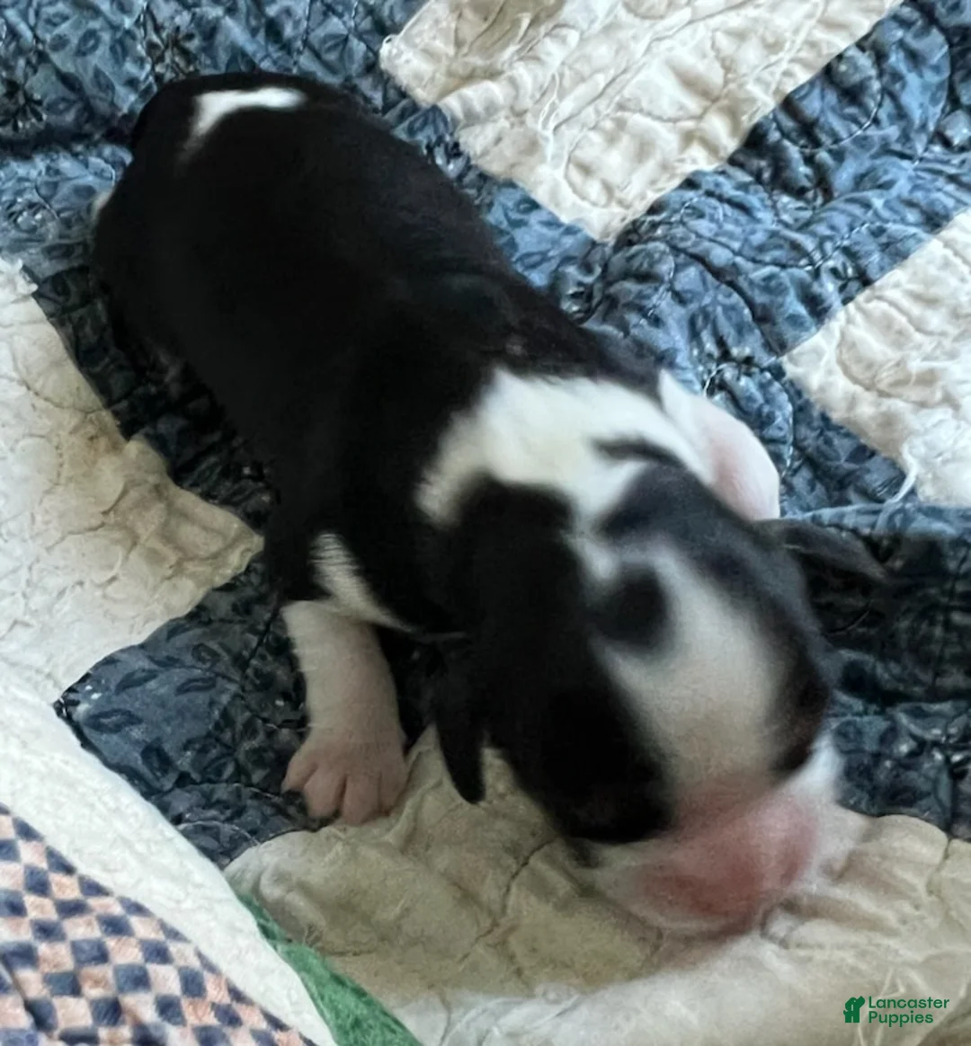Cavalier King Charles Spaniel dogs for sale: Judah - Ad 2