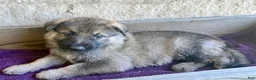 German Shepherd dogs for sale: Miles - Ad 11