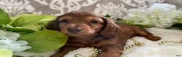 Miniature Dachshund dogs for sale: Mason - Ad 2