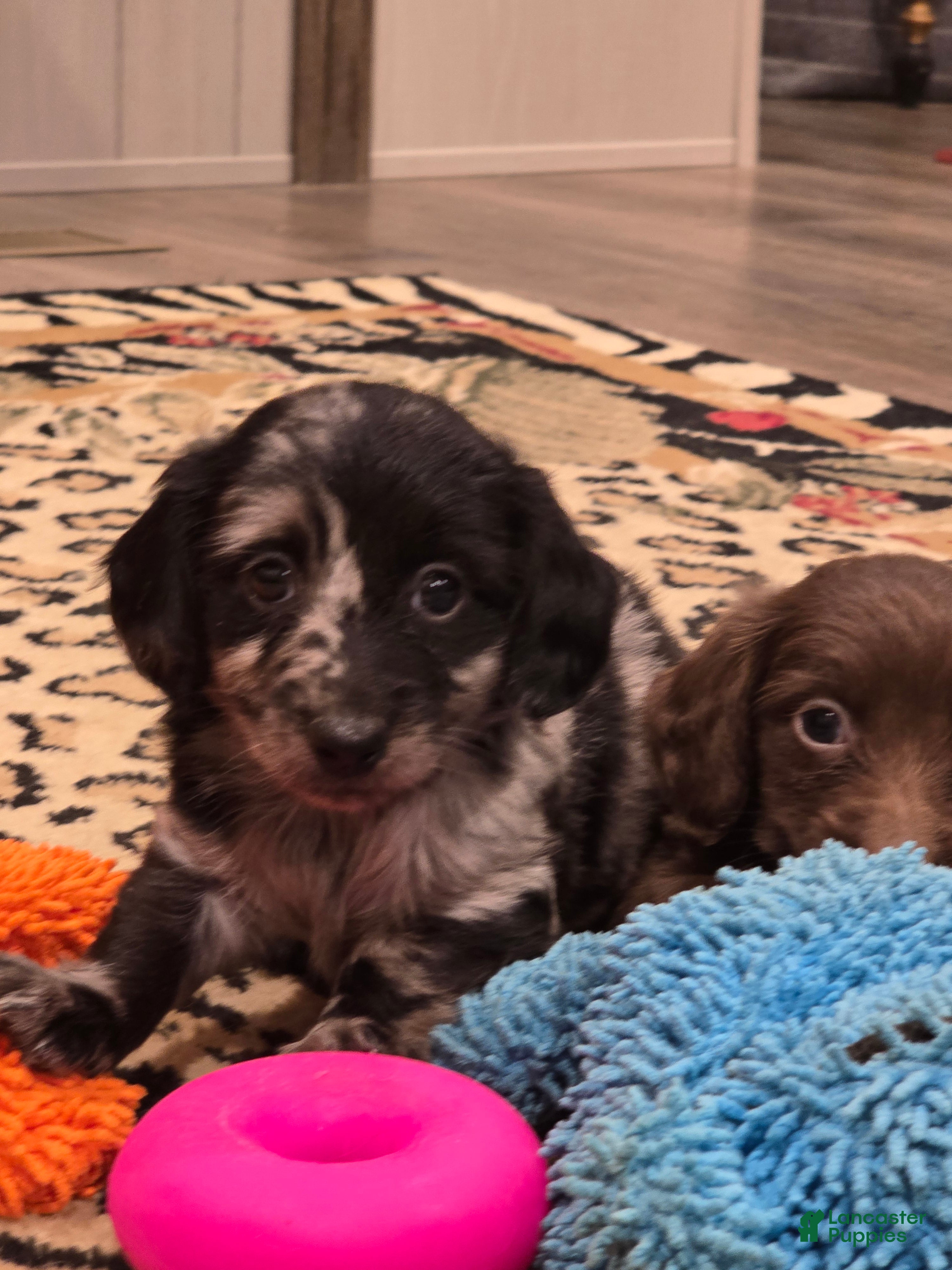 Dachshund dogs Dachshund 2 - Ad 30