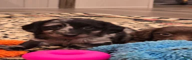 Dachshund 2