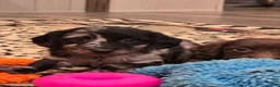 Dachshund dogs for sale: Dachshund 2 - Ad 1
