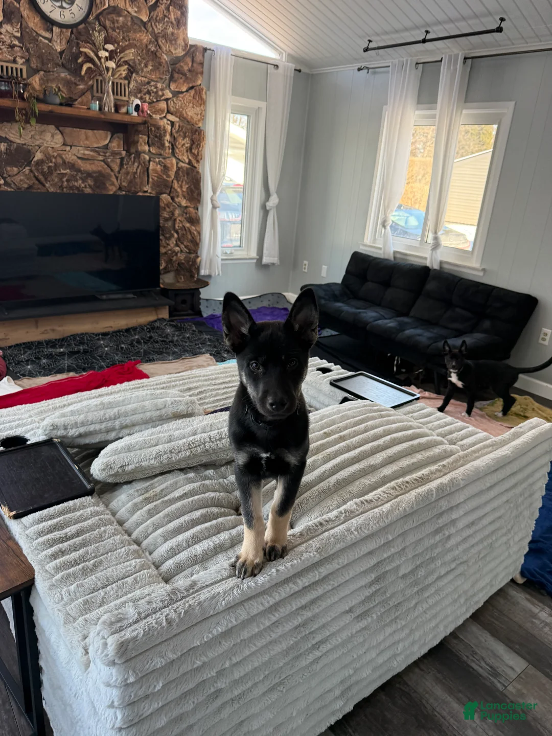 Mixed Breed dogs for sale: Bacchus - Ad 2