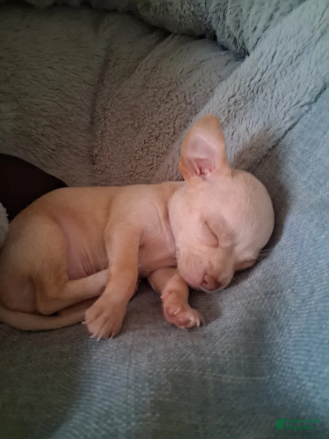 Chihuahua dogs for sale: Chihuahua 1 - Ad 2