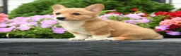 Welsh Corgi Pembroke dogs for sale: Pickles - Ad 3