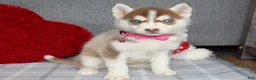 Siberian Husky dogs for sale: Cassie - Ad 10