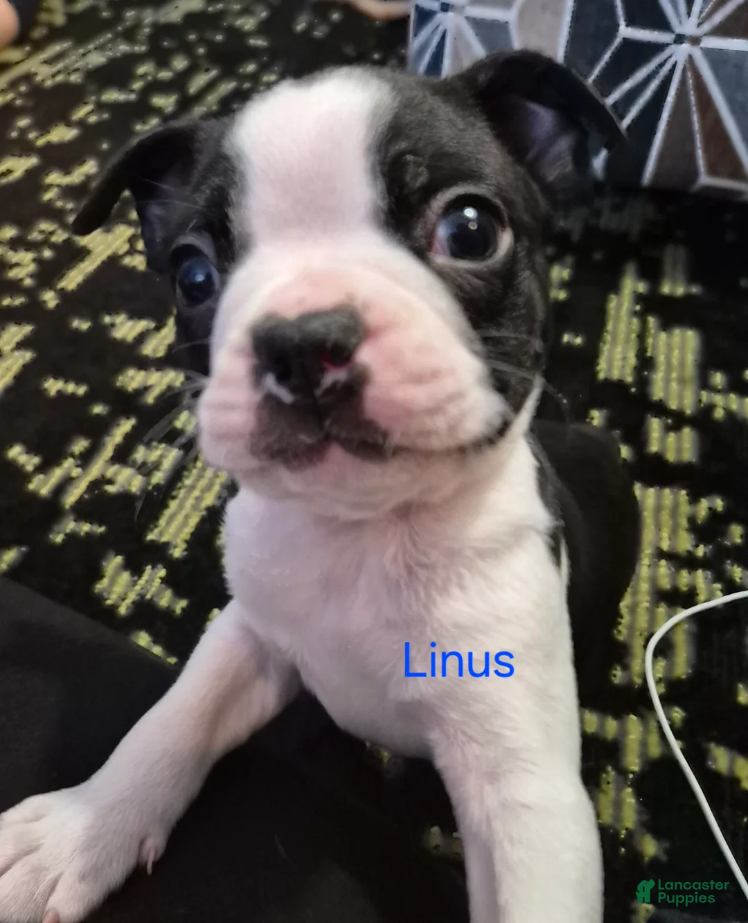 Boston Terrier dogs for sale: Linus - Ad 1