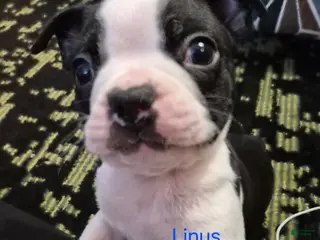 Boston Terrier dogs Linus - Ad 31
