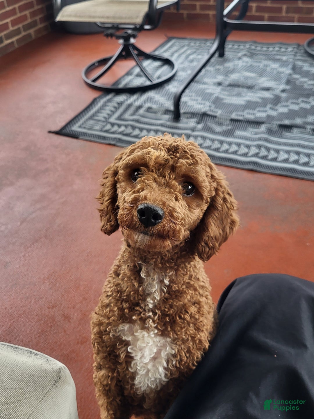 Goldendoodle dogs for sale: Rachel - Ad 9