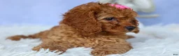 Cavapoo dogs for sale: TAMMY - Ad 17