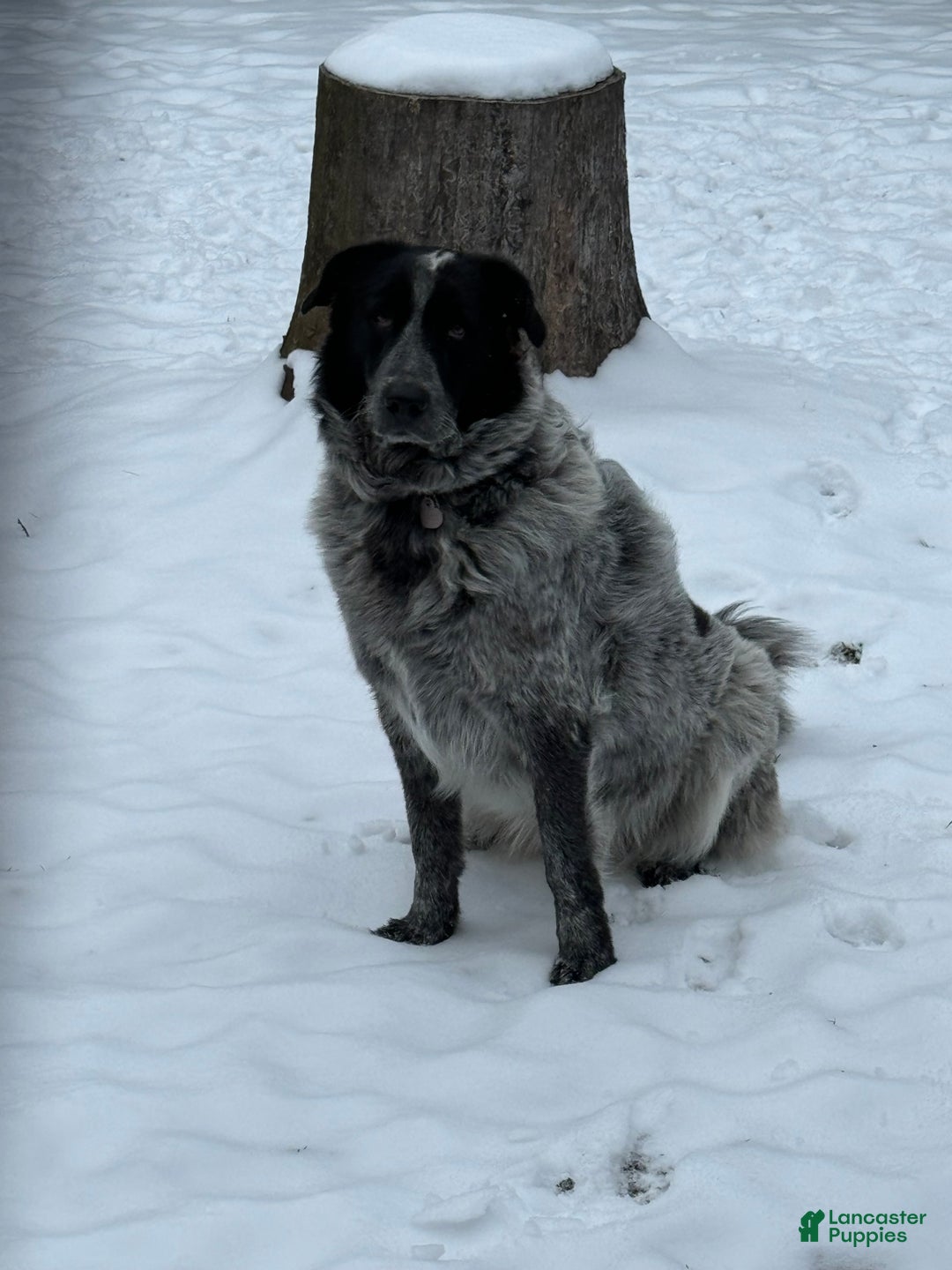 Mixed Breed dogs for sale: Yuki - Ad 3