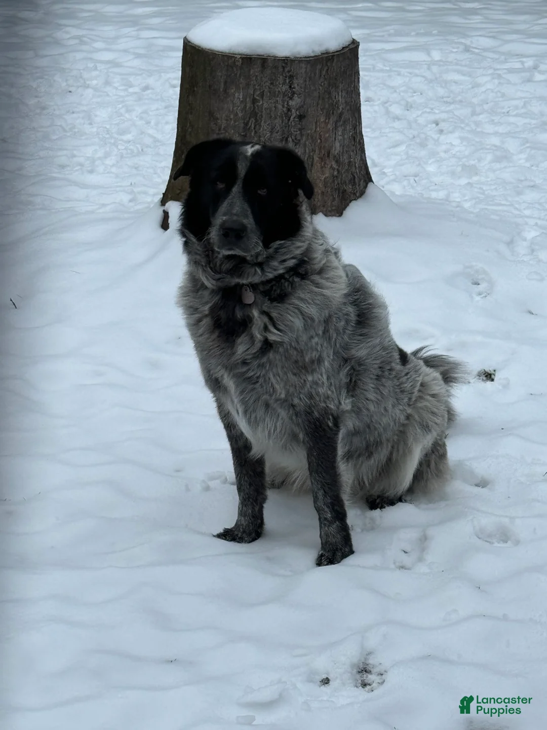 Mixed Breed dogs for sale: Yuki - Ad 3