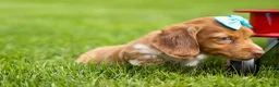 Miniature Dachshund dogs for sale: OLIVER - Ad 8