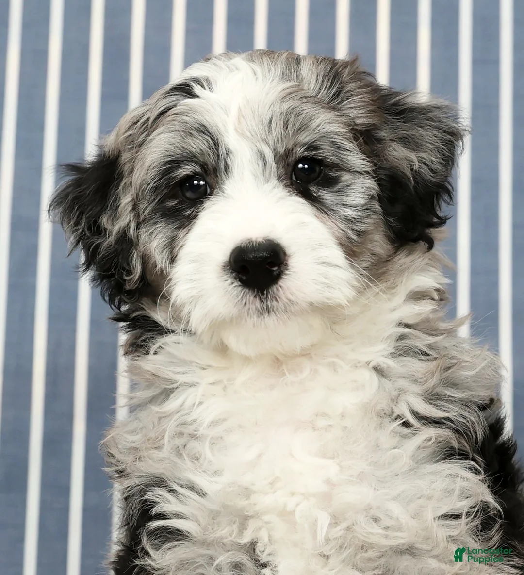 Mini Bernedoodle dogs for sale: Tabby - Ad 9