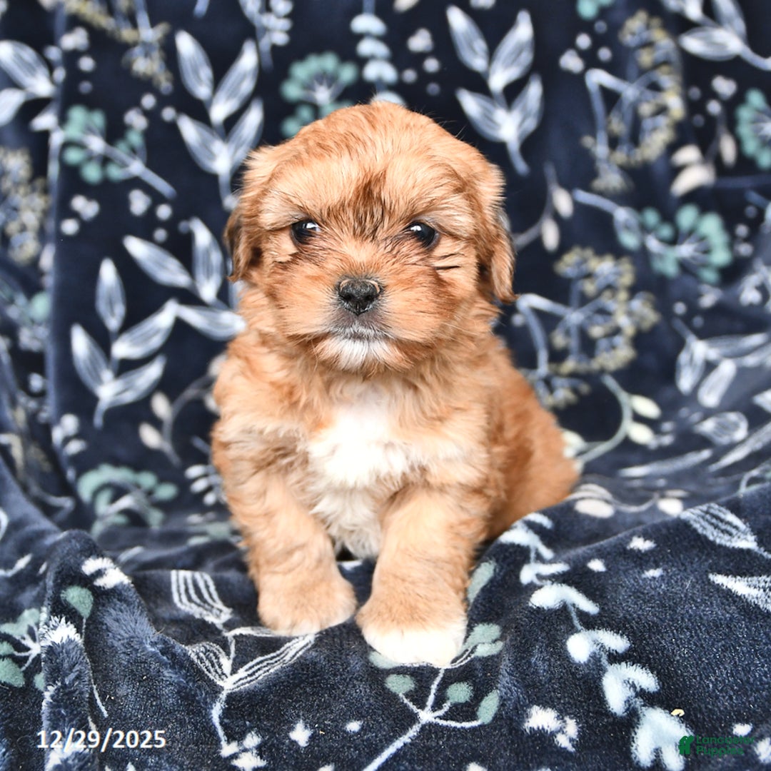 Shorkie dogs for sale: Calvin - Ad 1