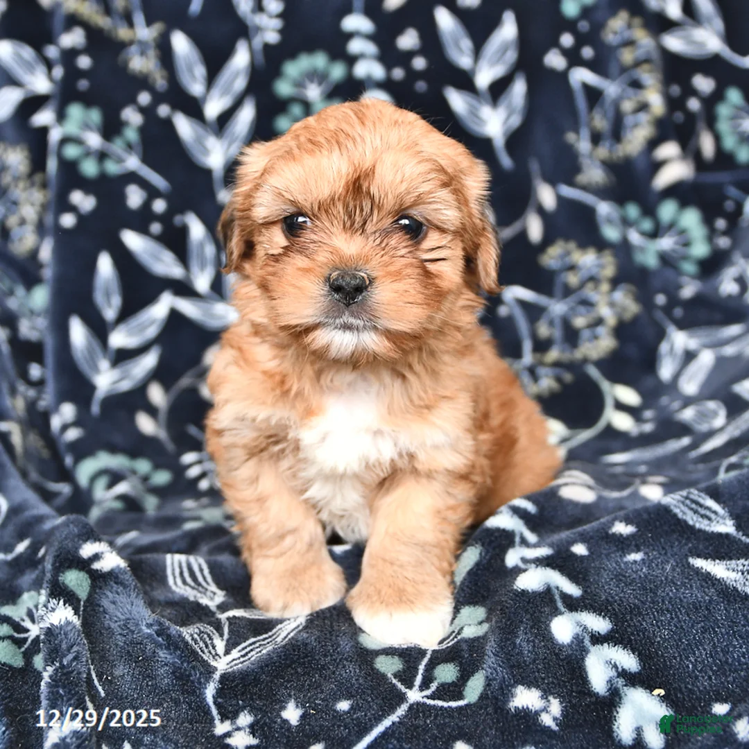 Shorkie dogs for sale: Calvin - Ad 1