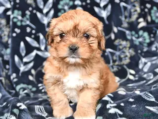 Shorkie dogs Calvin - Ad 9