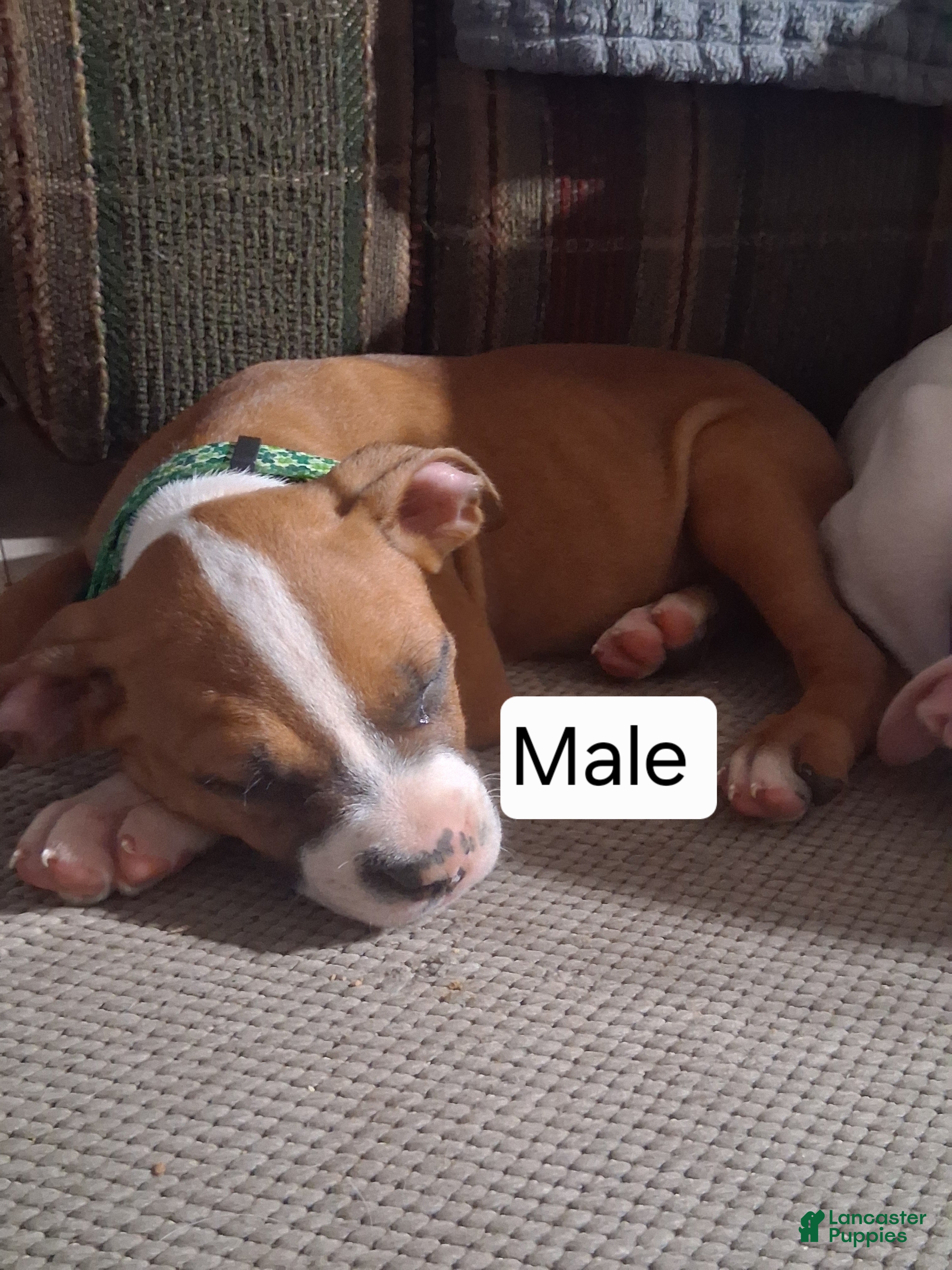 American Bully dogs American Bully 5 - Ad 4